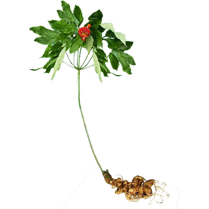 Mỹ Hạnh Group hình ảnh 3