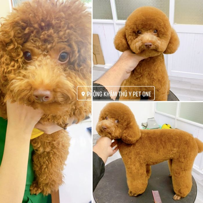 Hình ảnh phòng khám hiện đại tại Pet One