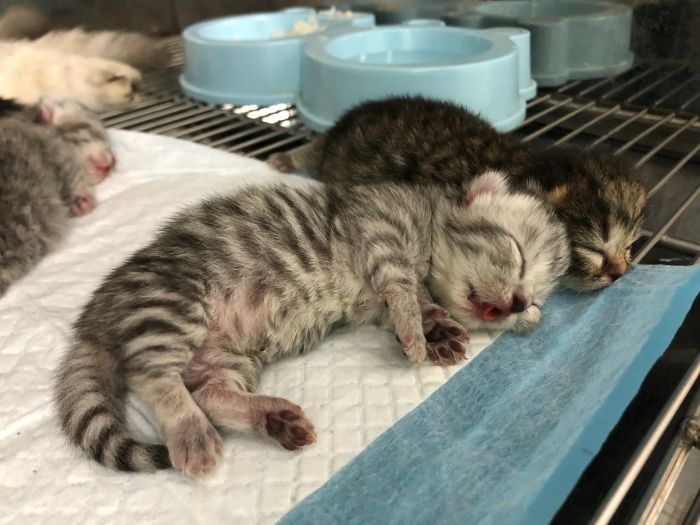 Phòng khám thú y Đống Đa - 108 Vet Clinic ảnh 2