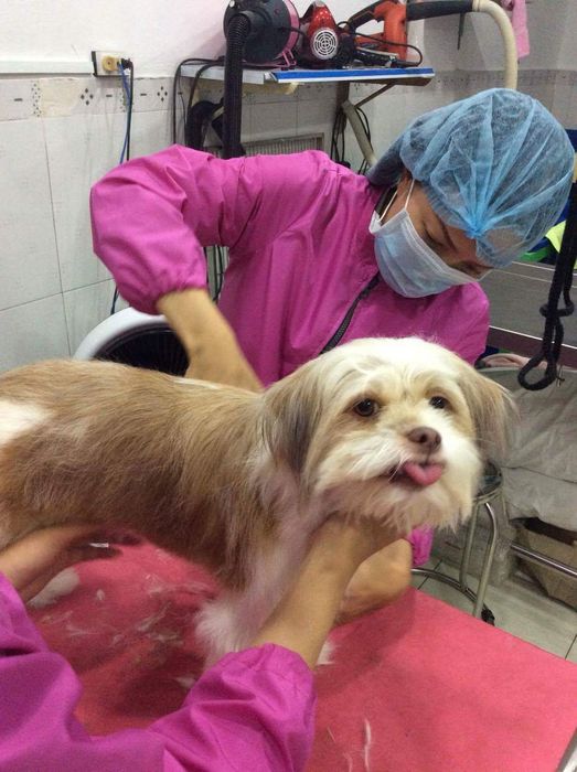 Hình ảnh không gian dịch vụ Happy Pet Care - ảnh 2