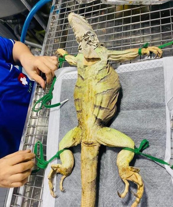 Dịch vụ chuyên nghiệp tại TP PET - Hình ảnh 3