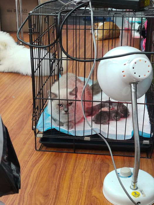 Hình ảnh đội ngũ bác sĩ thú y Pet One