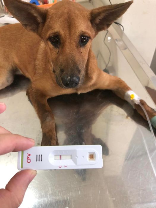 Hình ảnh đội ngũ bác sĩ chuyên nghiệp tại Bee Pet