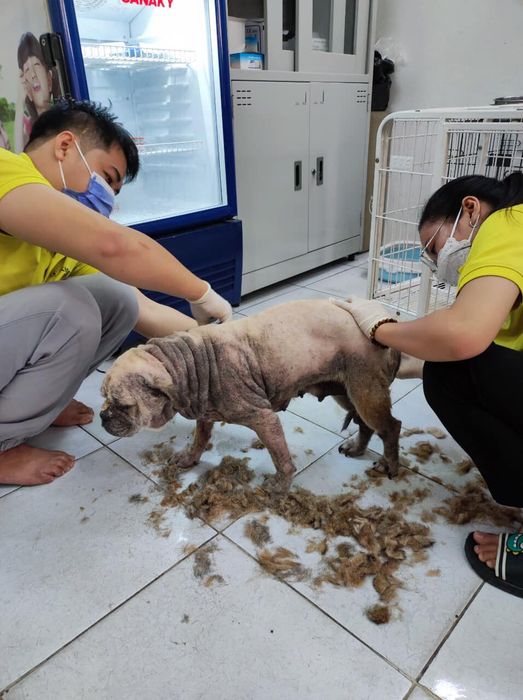 Hình ảnh đội ngũ bác sĩ tận tâm tại King Pet