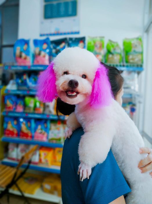 PetCare - Hình ảnh 2