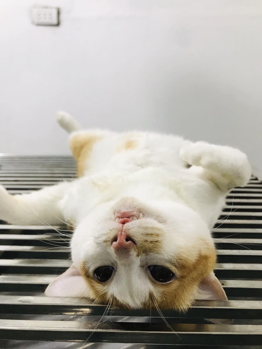 Phòng Khám Thú Y Ecopet247 - Hình ảnh 2
