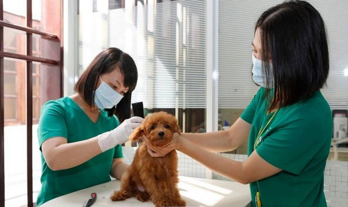 Bệnh Viện Thú Y PETCARE ảnh 1