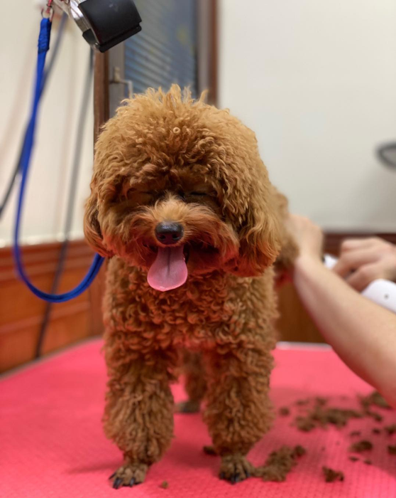 PetCare - Hình ảnh 1