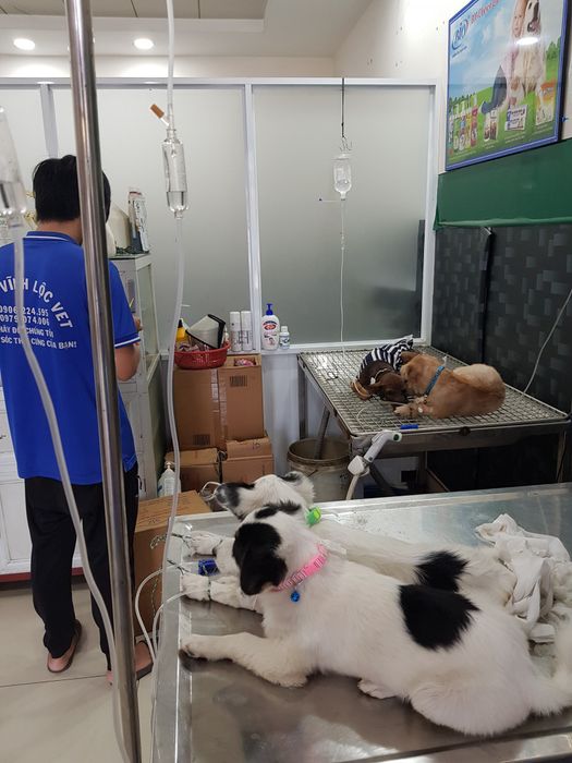 Phòng Khám Thú Y Vĩnh Lộc Vet - Hình ảnh 3