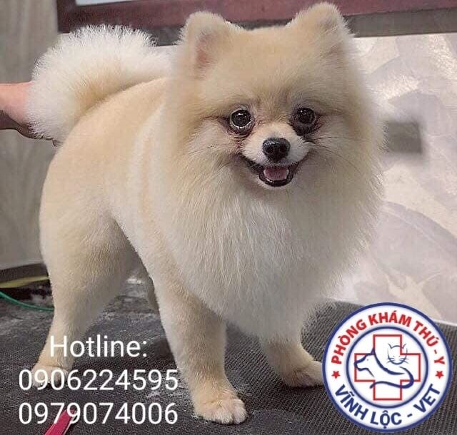 Phòng Khám Thú Y Vĩnh Lộc Vet - Hình ảnh 1