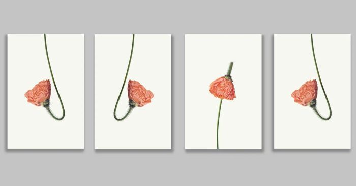 Bộ sưu tập tranh canvas đa dạng tại Mã Đại Phúc - Ảnh 3