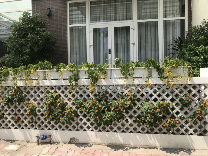 Công ty TNHH Cảnh quan Thành phố Xanh ảnh 2