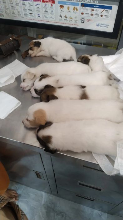 Cơ sở vật chất hiện đại tại Phòng Khám Thú Y Pet'Hop