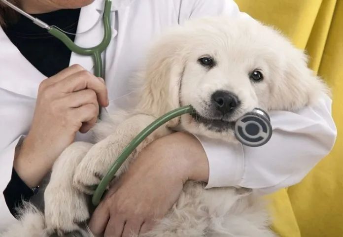 Không gian hiện đại tại Phòng khám thú y Puppy House