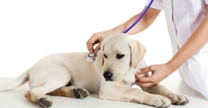 Hệ thống trang thiết bị tiên tiến của Puppy House