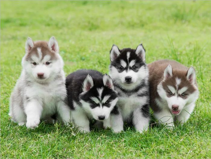 Những chú Husky khỏe mạnh tại Dogily Petshop