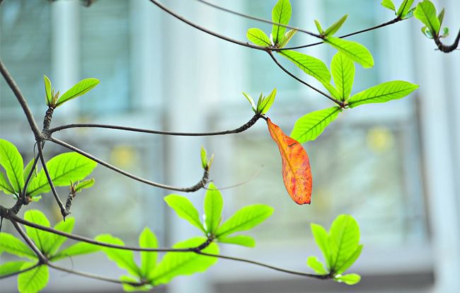 Hình ảnh minh họa: Cây bàng bốn mùa (Nguồn internet)
