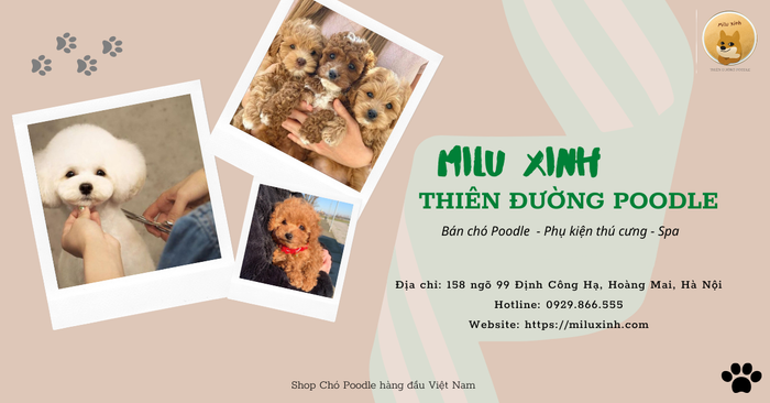 Không gian chăm sóc Poodle tại Milu Xinh
