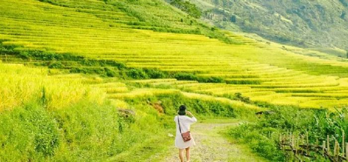 Một làn gió xuân khẽ lướt qua, cả cánh đồng rì rào khúc nhạc đồng quê. Hương lúa chín thoảng đưa trong gió như lời thì thầm của đất trời. Ảnh minh họa