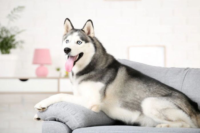 Hình ảnh thực tế tại S&C Dog Shop
