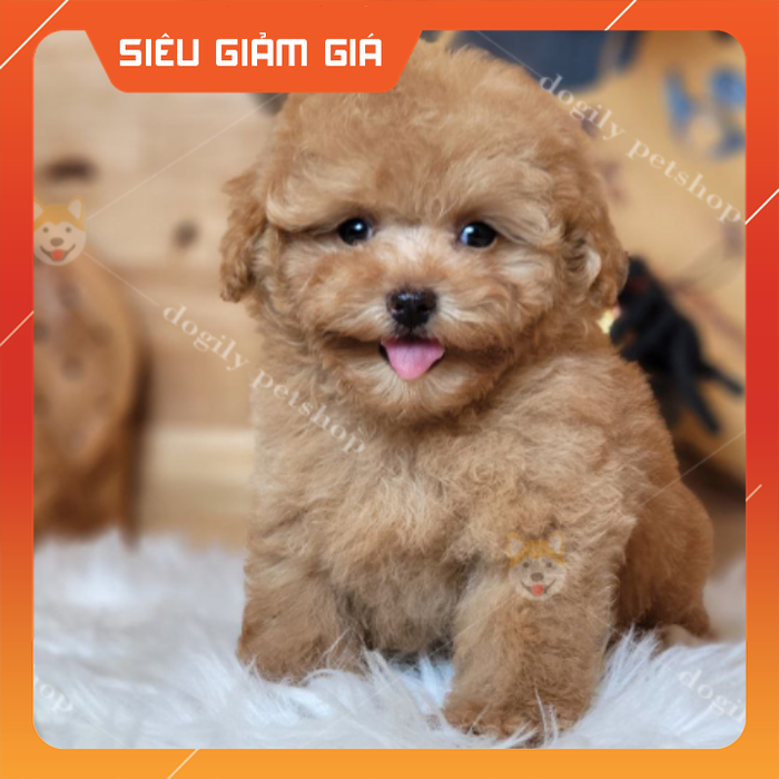 Hình ảnh không gian sang trọng tại Dogily Farm & Petshop