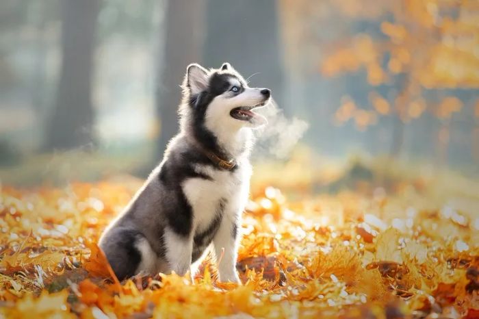 Hình ảnh không gian chăm sóc thú cưng tại Thú Kiểng
