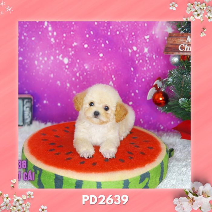 Những chú Poodle xinh xắn tại Voodle House