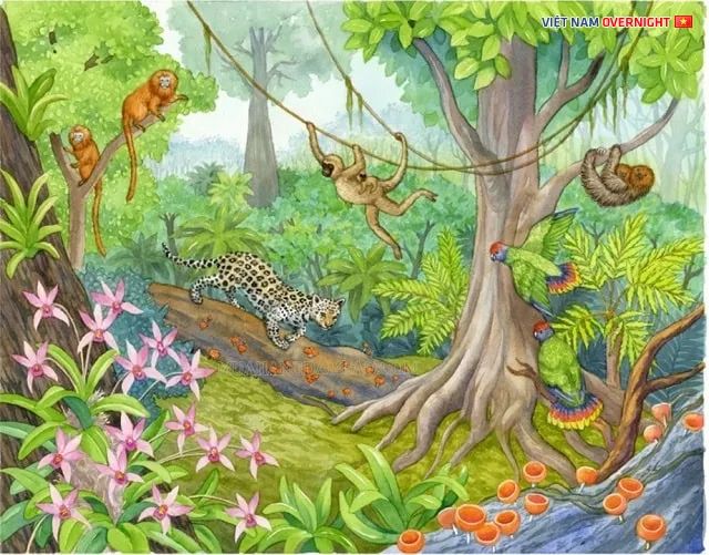 Hình ảnh minh họa về sự đa dạng sinh học trên Trái Đất (Nguồn: Internet)