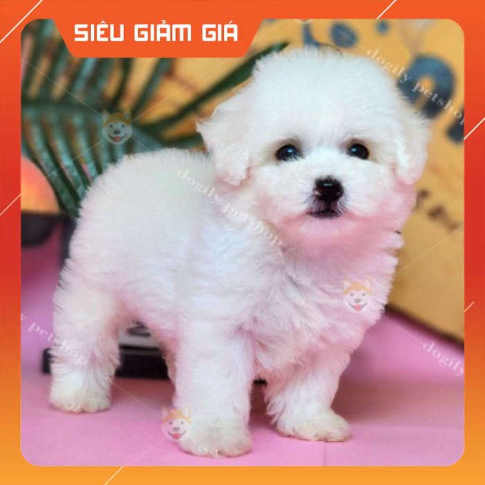 Hình ảnh thực tế tại Dogily Farm & Petshop