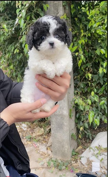 Những chú Poodle xinh xắn tại Milu Xinh
