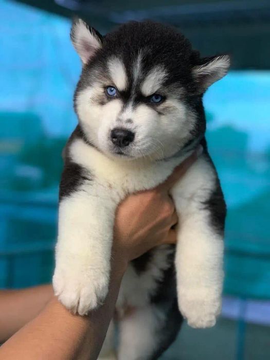 Những chú cún khỏe mạnh được chăm sóc tại F8 Kennel