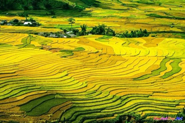 Dòng người nối nhau ra đồng, những chiếc nón trắng nhấp nhô như những đóa hoa giữa biển lúa vàng bát ngát. Ảnh minh họa