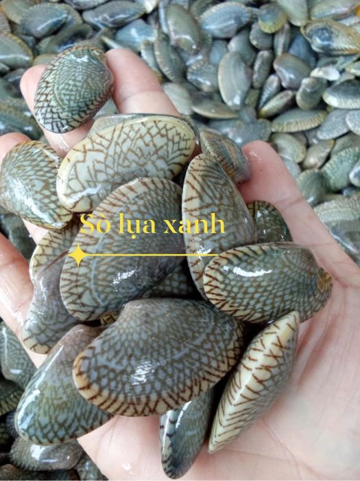 Không gian trưng bày hải sản tươi sống tại Vựa Hải Sản Hoàng Lộc
