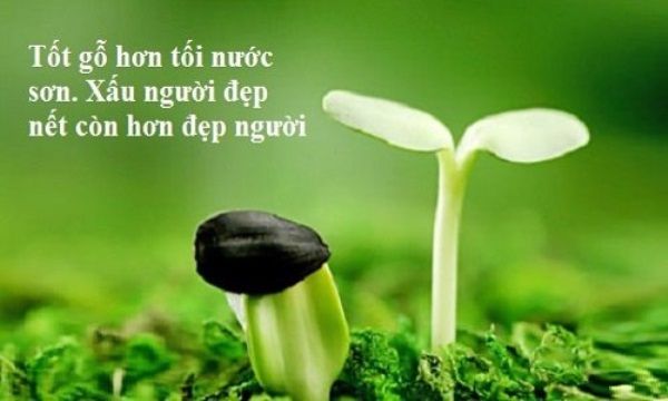Hình ảnh minh họa chân lý 'tốt gỗ hơn tốt nước sơn' (Nguồn: Internet)