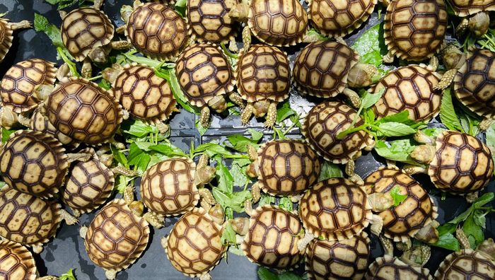 Không gian trưng bày đa dạng các loài rùa tại Miền Nam KN