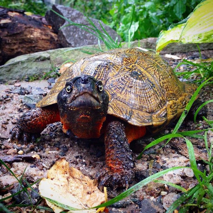 Hình ảnh không gian Turtle Services - Thiên đường rùa cảnh
