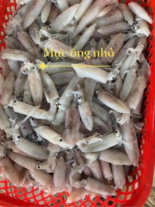 Hình ảnh đa dạng hải sản tươi sống tại Vựa Hải Sản Hoàng Lộc