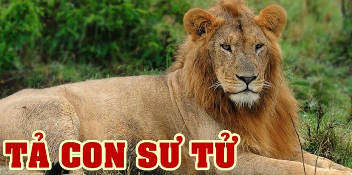 Bộ sưu tập hình ảnh minh họa chân thực (Nguồn: internet)