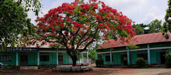 Trường THCS Quang Vinh - Hình ảnh 3