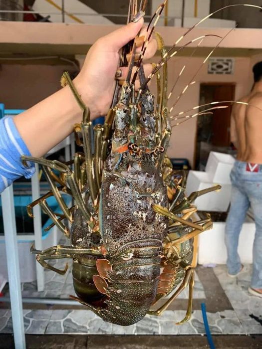 Các loại hải sản tươi sống được bảo quản cẩn thận tại Vựa Hải Sản Hưng Lợi