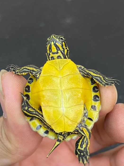 Không gian trưng bày đa dạng tại Titan Reptiles