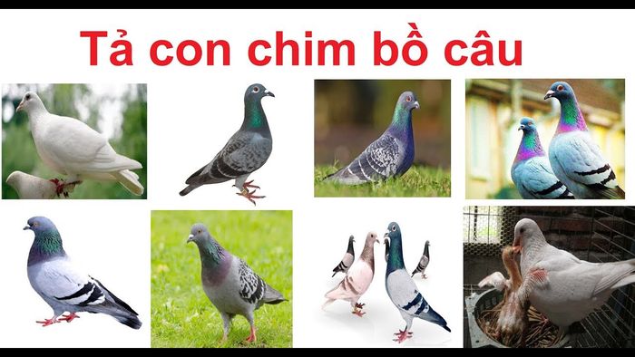 Hình ảnh minh họa sống động (Nguồn: Internet)