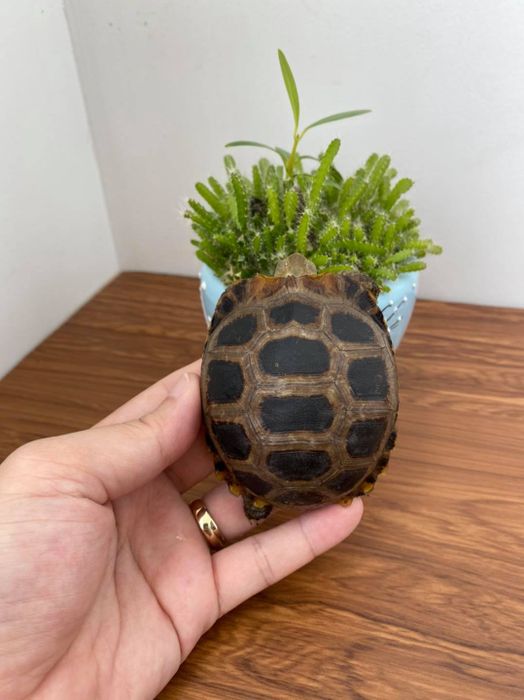 Hình ảnh đa dạng về các loại rùa tại Turtle Services