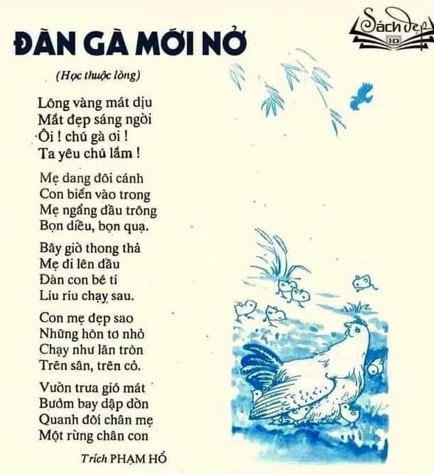 Hình ảnh đàn gà con và mẹ