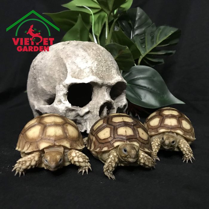 Không gian sang trọng tại Việt Pet Garden