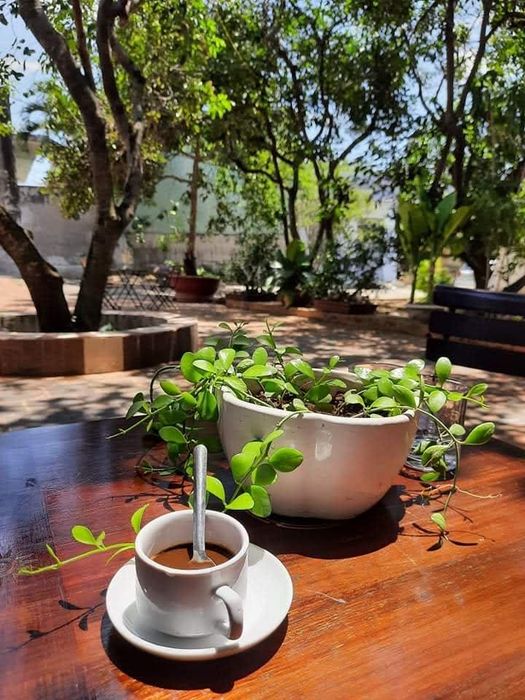 Không gian xanh mướt tại Cafe Sân Vườn Hà Thanh - Ảnh 1