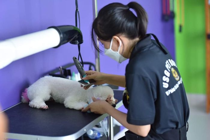Hình ảnh lớp học thực tế tại Zuli Pet Academy