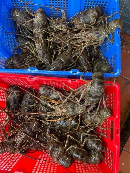 Đại Lý Cua Gạch - Hải Sản Nha Trang - Ảnh 2