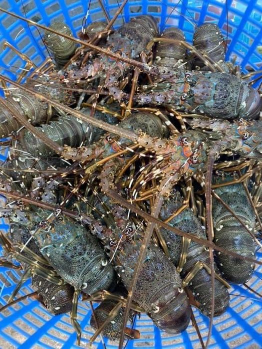 Những mẻ hải sản tươi roi rói tại Vựa Hải Sản Tươi Sống Tài Cua
