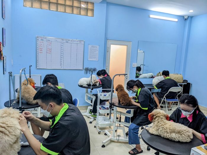 Hình ảnh học viên thực hành tại Cỏ Pet House
